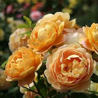 Саженцы роз ГОЛДЕН СЕЛЕБРЕЙШЕН английская  Саженцы роз ГОЛДЕН СЕЛЕБРЕЙШЕН английская в Истре