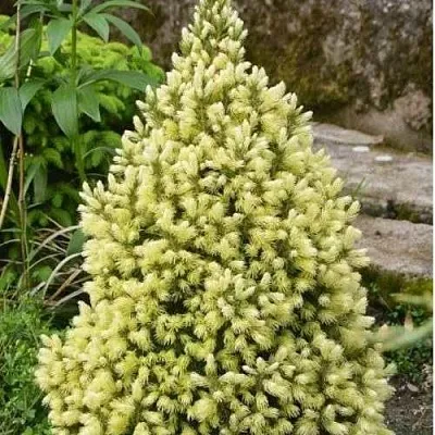 Ель МАЙГОЛД колючая в Истре