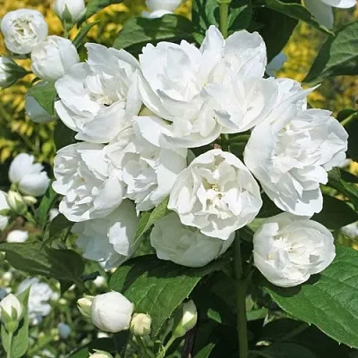 Жасмин махровый  Жасмин махровый в Истре