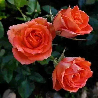 Саженцы роз ОРАНЖ ДЖЕВЕЛ миниатюрная  Саженцы роз ОРАНЖ ДЖЕВЕЛ миниатюрная в Истре
