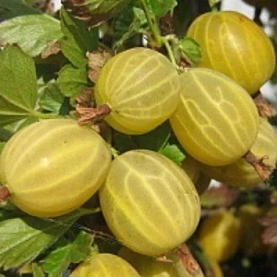 Крыжовник КУРШУ ДЗИНТАРС  Крыжовник КУРШУ ДЗИНТАРС в Истре