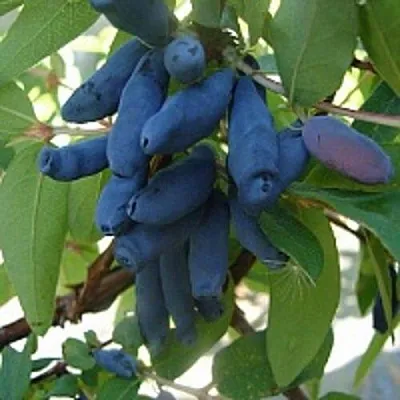 Жимолость съедобная ГОРДОСТЬ БАКЧАРА  Жимолость съедобная ГОРДОСТЬ БАКЧАРА в Истре