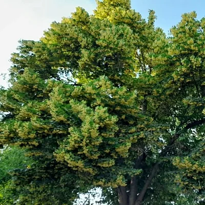 Липа  Липа в Истре