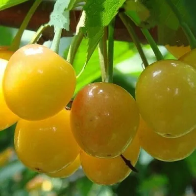 Черешня ЯНТАРНАЯ  Черешня ЯНТАРНАЯ в Истре