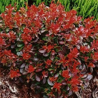 Барбарис КАРМЕН тунберга  Барбарис КАРМЕН тунберга в Истре