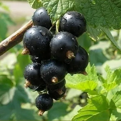 Смородина черная ПИГМЕЙ  Смородина черная ПИГМЕЙ в Истре