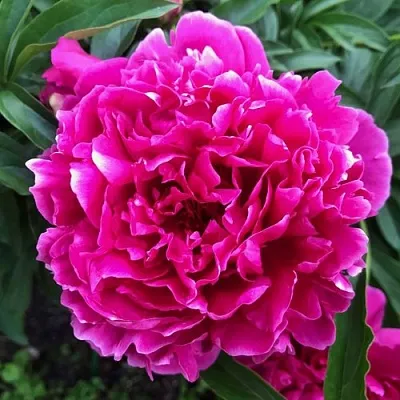 Пион КАРЛ РОЗЕНФЕЛЬД травянистый в Истре