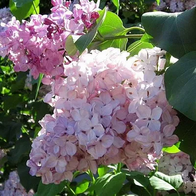 Сирень ГОРТЕНЗИЯ  Сирень ГОРТЕНЗИЯ в Истре