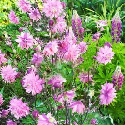 Аквилегия БАРЛОУ ПИНК гибрид МакКаны — описание сорта Аквилегия БАРЛОУ ПИНК гибрид МакКаны в Истре