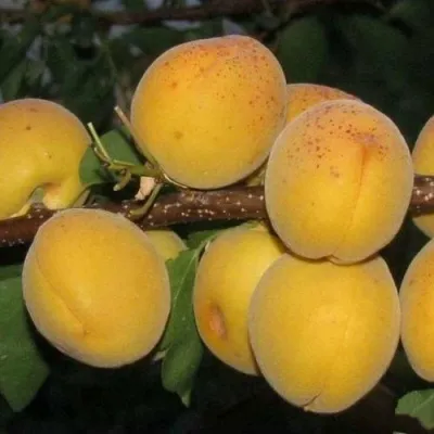 Абрикос ДЕСЕРТНЫЙ ГОЛУБЕВА — описание сорта Абрикос ДЕСЕРТНЫЙ ГОЛУБЕВА в Истре