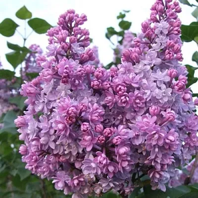 Сирень КОЛХОЗНИЦА  Сирень КОЛХОЗНИЦА в Истре