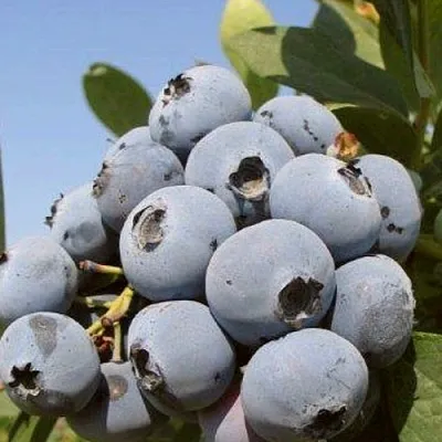 Голубика ЦУКЕР ТРАУБЕ в Истре