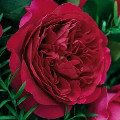 Саженцы роз КЕЙТ английская  Саженцы роз КЕЙТ английская в Истре