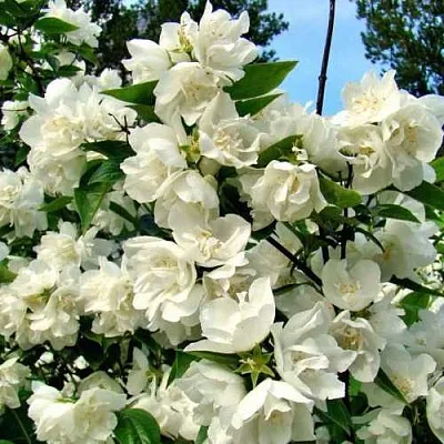 Жасмин ДЕНИСКИНЫ РАССКАЗЫ  Жасмин ДЕНИСКИНЫ РАССКАЗЫ в Истре