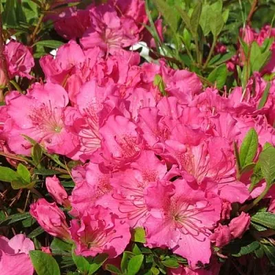 Азалия КИРСТИН японская  Азалия КИРСТИН японская в Истре