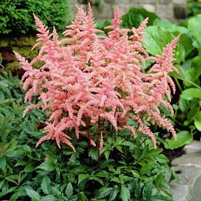 Астильба БРЕССИНГЕМ БЬЮТИ Арендса в Истре