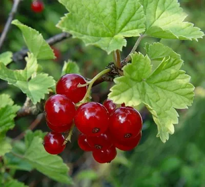 Смородина альпийская ШМИДТ  Смородина альпийская ШМИДТ в Истре