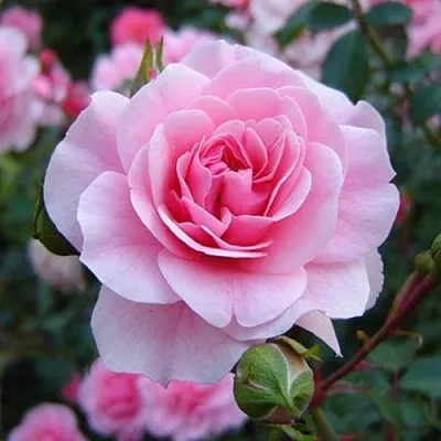 Саженцы роз БОНИКА флорибунда  Саженцы роз БОНИКА флорибунда в Истре