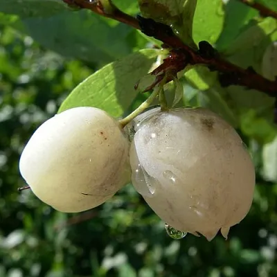 Голубика СНЕГУРОЧКА в Истре