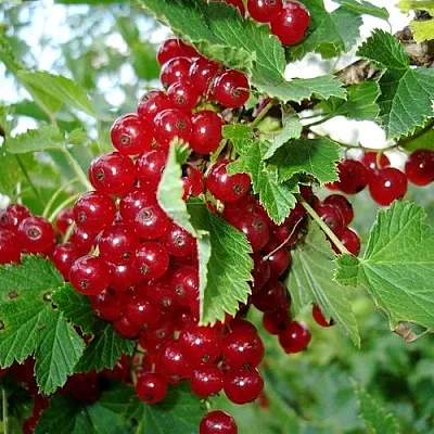 Смородина красная ГОЛЛАНДСКАЯ КРАСНАЯ  Смородина красная ГОЛЛАНДСКАЯ КРАСНАЯ в Истре