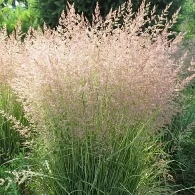 Вейник ОВЕРДАМ остроцветковый в Истре