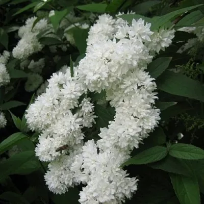 Дейция КАНДИДИССИМА шершавая  Дейция КАНДИДИССИМА шершавая в Истре