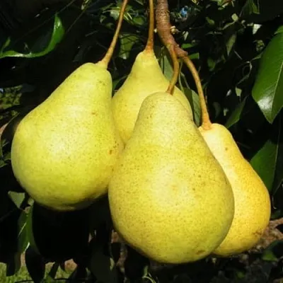 Груша ВИЛИЯ в Истре