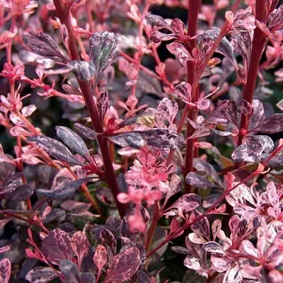 Барбарис АРЛЕКИН тунберга  Барбарис АРЛЕКИН тунберга в Истре