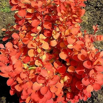 Барбарис ОРАНЖ ФАЙЕР тунберга  Барбарис ОРАНЖ ФАЙЕР тунберга в Истре