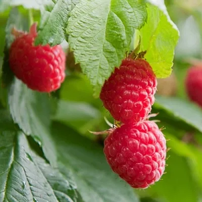 Малина МАРАВИЛЛА в Истре