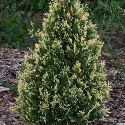 Туя БРАБАНТ ВАРИЕГАТТА западная  Туя БРАБАНТ ВАРИЕГАТТА западная в Истре