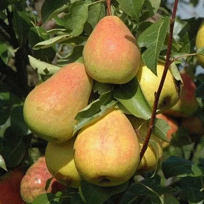 Груша СЕВЕРЯНКА в Истре