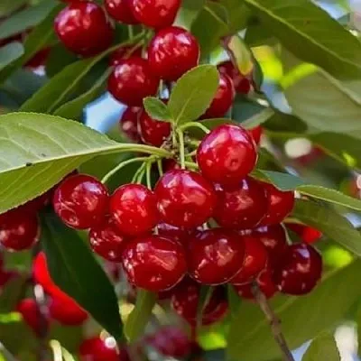 Вишня ГИРЛЯНДА в Истре