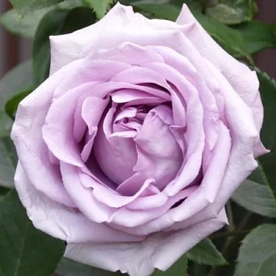 Саженцы роз ИНДИГОЛЕТТА плетистая  Саженцы роз ИНДИГОЛЕТТА плетистая в Истре