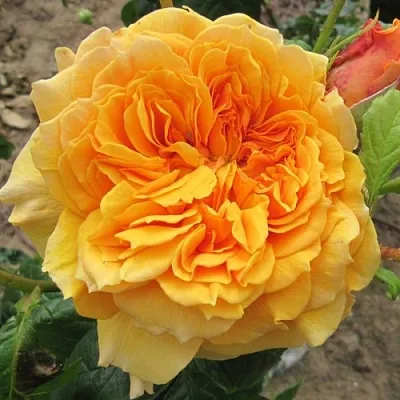 Саженцы роз ЛЕА ТУТУ шраб  Саженцы роз ЛЕА ТУТУ шраб в Истре