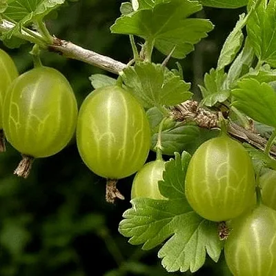 Крыжовник УРАЛЬСКИЙ БЕСШИПНЫЙ  Крыжовник УРАЛЬСКИЙ БЕСШИПНЫЙ в Истре