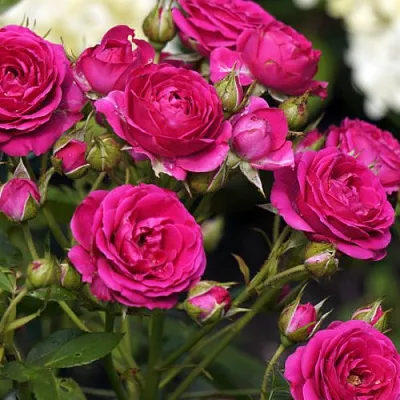 Саженцы роз БЕБИ КРИМСОН миниатюрная  Саженцы роз БЕБИ КРИМСОН миниатюрная в Истре