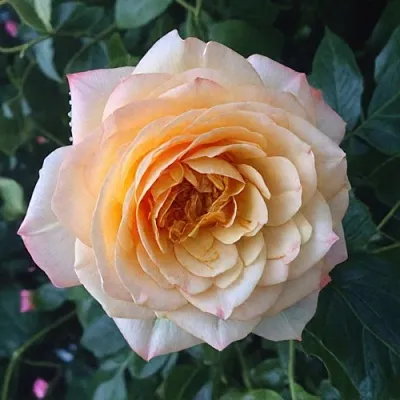 Саженцы роз АБЕЙ ДЕ СЕНТ-АМАН шраб  Саженцы роз АБЕЙ ДЕ СЕНТ-АМАН шраб в Истре