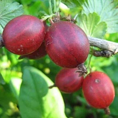 Крыжовник ЩЕДРЫЙ  Крыжовник ЩЕДРЫЙ в Истре