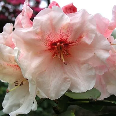 Рододендрон ХАНЯ	 в Истре