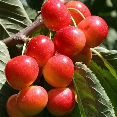 Черешня ГАСТИНЕЦ  Черешня ГАСТИНЕЦ в Истре