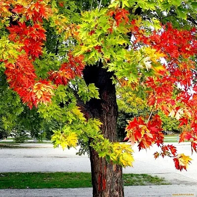 Клен  Клен в Истре