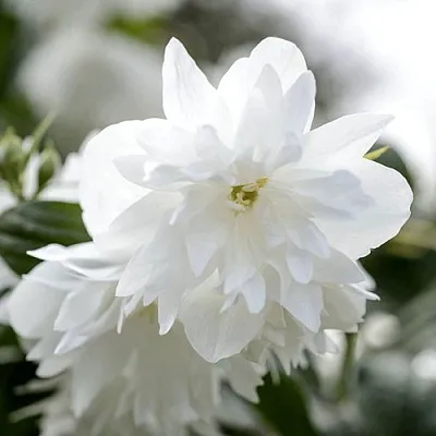 Жасмин МИНЕСОТА СНОУФЛЕЙК  Жасмин МИНЕСОТА СНОУФЛЕЙК в Истре