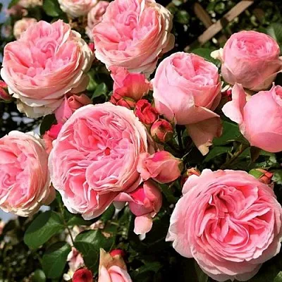 Саженцы роз ДЖАРДИНА плетистая  Саженцы роз ДЖАРДИНА плетистая в Истре