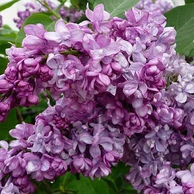 Сирень ГЕНЕРАЛ ПЕРШИНГ  Сирень ГЕНЕРАЛ ПЕРШИНГ в Истре