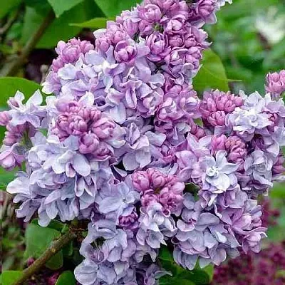 Сирень КАТЕРИНА ХАВЕМЕЙЕР  Сирень КАТЕРИНА ХАВЕМЕЙЕР в Истре