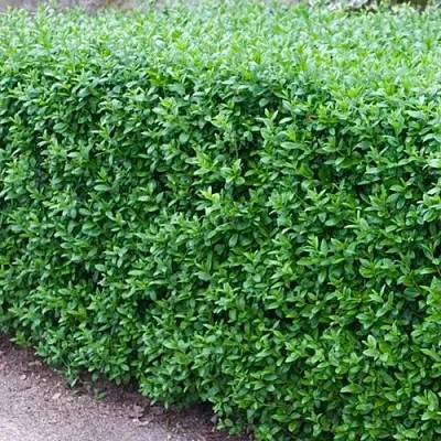 Бирючина обыкновенная АТРОВИРЕНС в Истре