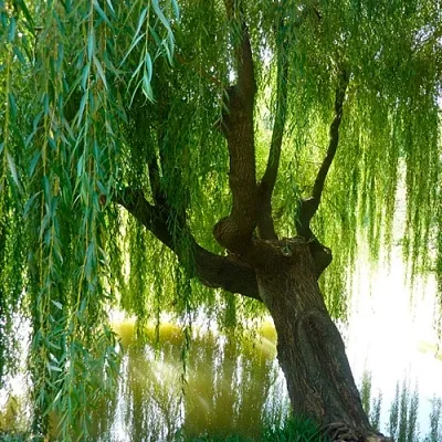 Ива  Ива в Истре