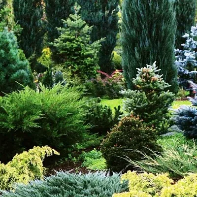 Хвойные растения  Хвойные растения в Истре