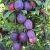 Слива БЛЮ СВИТ колонновидная  — описание сорта Слива БЛЮ СВИТ колонновидная  в Истре
